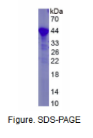 整合素β2(CD18)重组蛋白