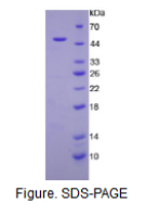 肌红蛋白(MYO)活性蛋白
