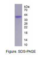 膜联蛋白A2(ANXA2)活性蛋白