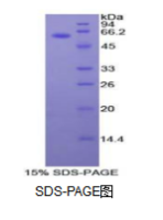 粘蛋白1(MUC1)重组蛋白