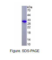 激肽释放酶7(KLK7)重组蛋白