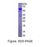 微管蛋白α1B(TUBa1B)重组蛋白