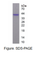 膜联蛋白A2(ANXA2)重组蛋白