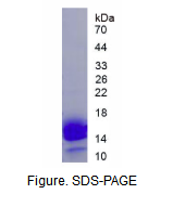 高迁移率族蛋白1(HMGB1)真核蛋白