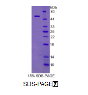 细胞色素P450氧化还原酶(CPR)重组蛋白