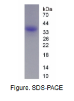 肠激酶(ENTK)重组蛋白