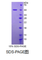 干扰素γ诱导单核因子(MIg)重组蛋白