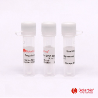Taq Plus DNA Polymerase