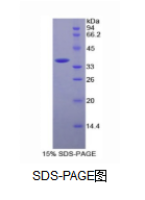 CD146分子(CD146)重组蛋白