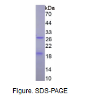 侧膜动力蛋白(PRES)重组蛋白