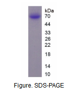 多配体蛋白聚糖1(SDC1)重组蛋白
