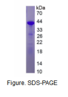 补体C3转化酶(C3 Convertase)重组蛋白