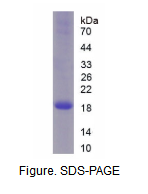 核糖核酸酶A8(RNASE8)重组蛋白