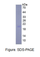 白介素11(IL11)真核蛋白