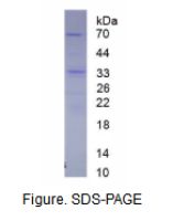 N-甲基-D-天氡氨酸离子能谷氨酸受体1(GRIN1)重组蛋白