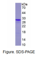 颗粒酶A(GZMA)重组蛋白