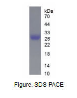 CHRNa10重组蛋白