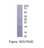 多巴胺受体D1(DRD1)重组蛋白