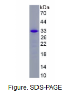核基质蛋白4(NMP4)重组蛋白
