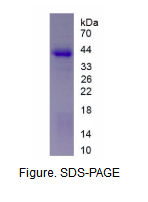 CHRNa6重组蛋白
