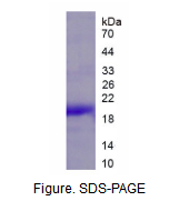 类胰蛋白酶γ1(TPSg1)重组蛋白