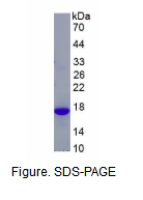 促甲状腺素β(TSHb)重组蛋白