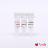 dNTPs Mix(10mM each)