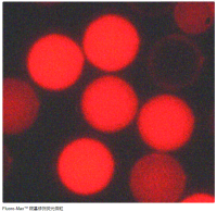 Thermo Scientific™ Fluoro-Max™ 羧基修饰荧光微粒