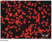 Thermo Scientific™ 红色荧光微粒溶液