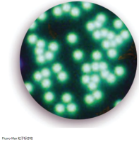 Thermo Scientific™ Fluoro-Max 粒子标志物