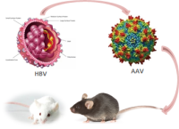 rAAV8-1.3HBV(ayw)-wt