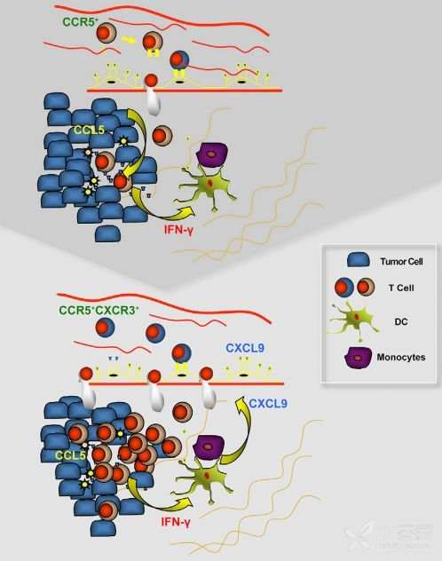 两种关键的趋化因子"吸引"t细胞侵入肿瘤|免疫治疗大的发现