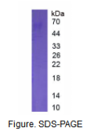 多配体蛋白聚糖1(SDC1)真核蛋白