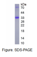 Ⅻ型胶原(COL12)真核蛋白