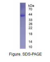 骨涎蛋白(BSP)真核蛋白