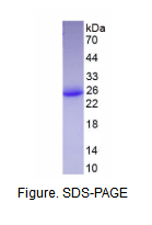 干扰素ω(IFNw)真核蛋白