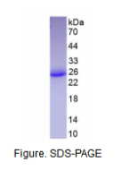 干扰素ω(IFNw)真核蛋白