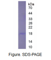 补体成分5a(C5a)真核蛋白