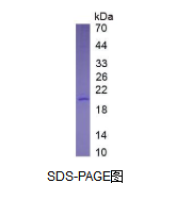 白介素10(IL10)真核蛋白