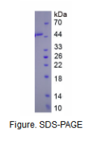 纤溶酶原激活物抑制因子1(PAI1)真核蛋白
