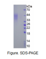 细胞程序性死亡蛋白1(PD1)真核蛋白