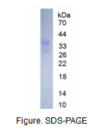 白介素29(IL29)真核蛋白