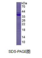 纤溶酶原(Plg)真核蛋白