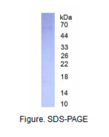 嗜酸性粒细胞过氧化物酶(EPX)真核蛋白