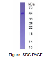 CD23分子(CD23)真核蛋白