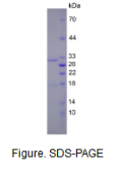 基质金属蛋白酶7(MMP7)真核蛋白