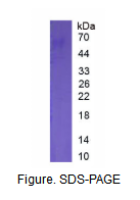 白介素6(IL6)真核蛋白