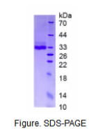 脂联素(ADPN)真核蛋白
