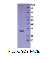 白介素16(IL16)活性蛋白