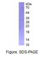 干扰素α8(IFNa8)真核蛋白